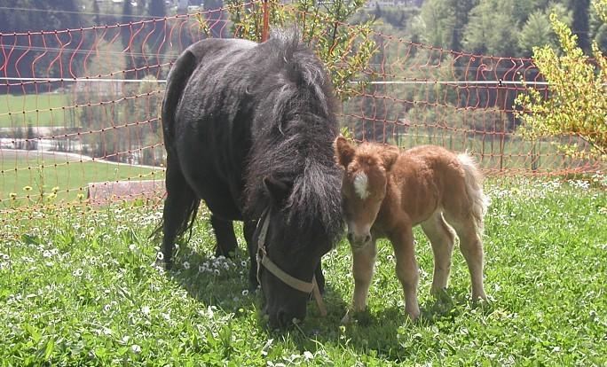 Ferienhof Duerlinde Hittisau Εξωτερικό φωτογραφία
